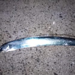 夜明け前は紀の川河口、その後煙樹ヶ浜へ！